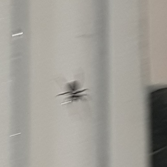 Meet your Posher, Zoraya - Picture 1 of 1